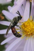 Lasioglossum nigripes (cfr.)